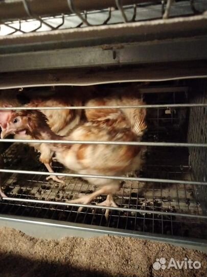 Куры несушки