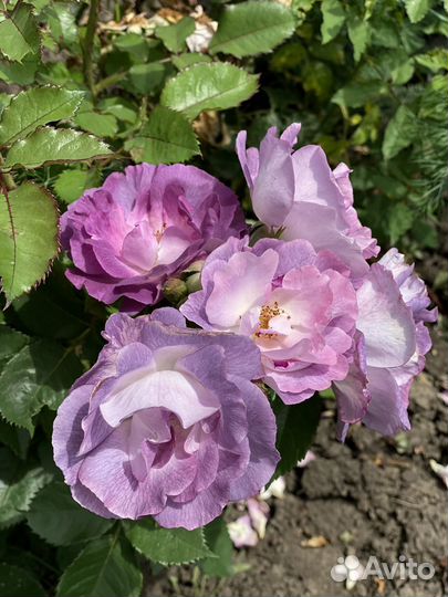 Саженцы роз