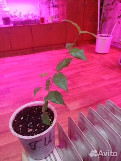 Барбадосская вишня