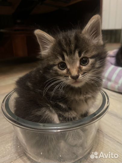 Котенок бесплатно