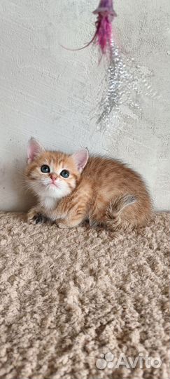 Шотландская золотая шиншилла