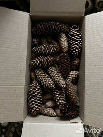 Шишки для декора