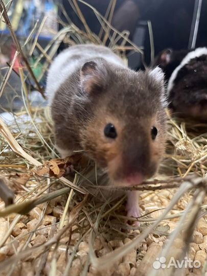 Сирийские Хомячки