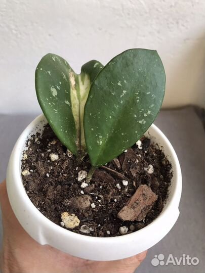 Хойя обовата вариегата сплеш