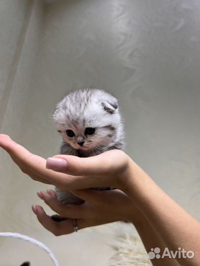 Шотландские котята