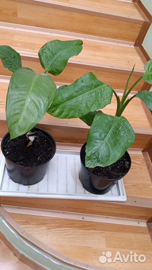 Диффенбахия