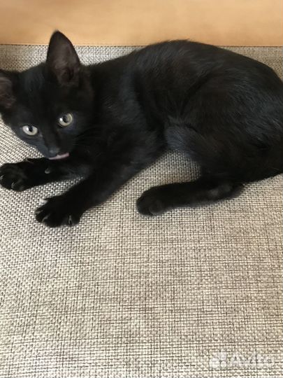 Черный котенок