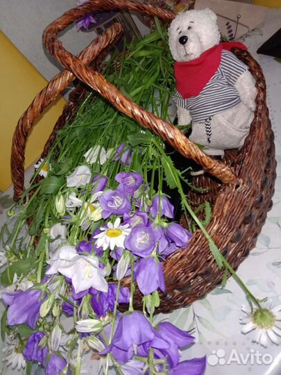 Мишка Тедди