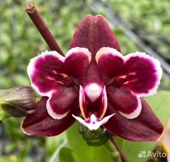 Орхидея фаленопсис бабочка