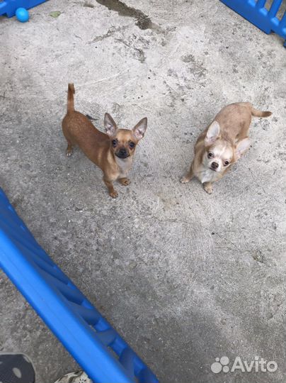 Чихуахуа тип кобби и тип дир