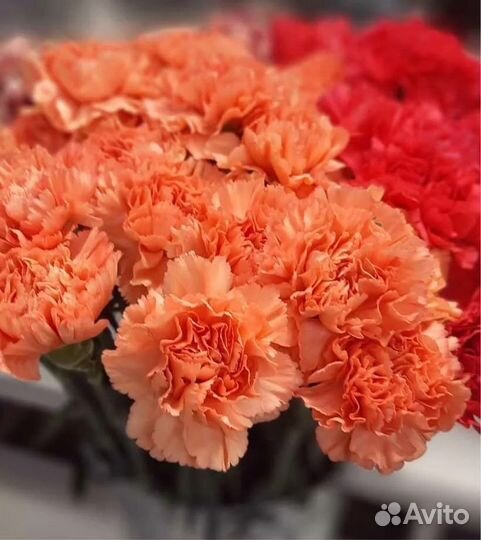 Цветы опт розница гвоздики розы