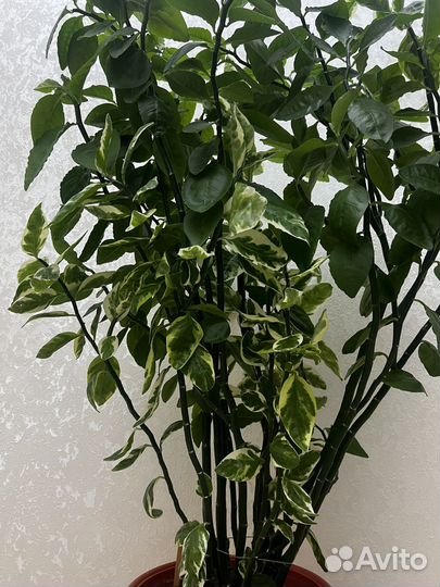 Педилантус