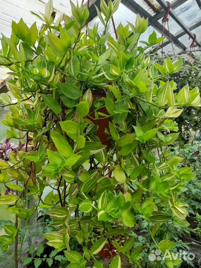 Традесканция зебрина и др