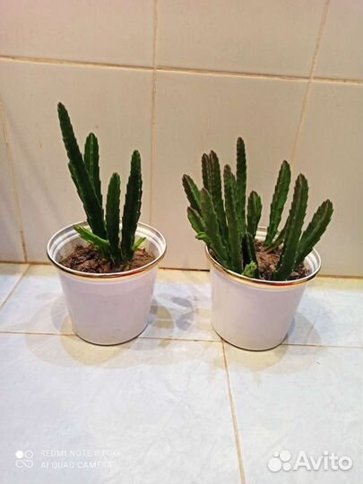 Цветущий суккулент-стапелия