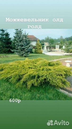 Инжир Брунсвик и даламатский, плодовые деревья