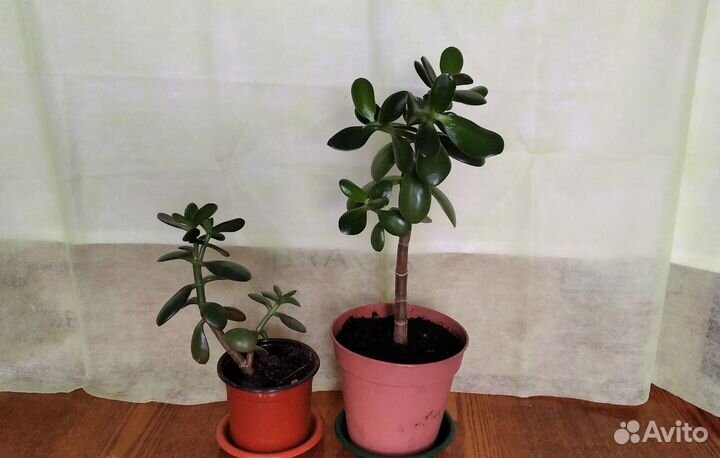 Денежное дерево красула толстянка