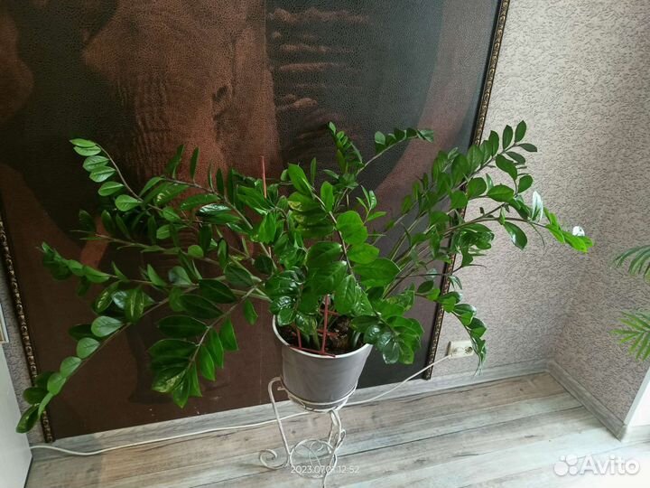 Замиокулькас