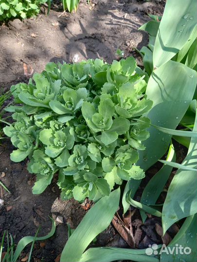 Пахиподиум, Опунция Суккуленты