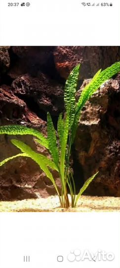 Криптокарина