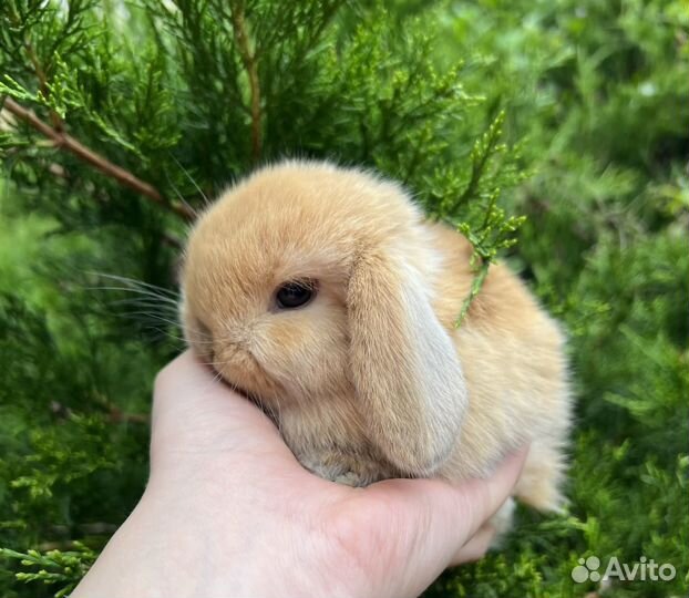 Карликовые вислоухие крольчата, минилоп