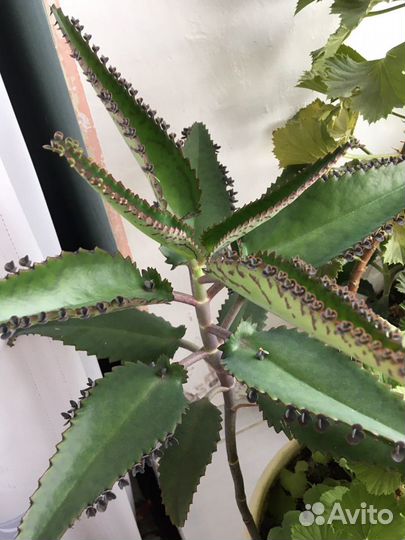 Цветок Каланхоэ лечебное, Алоэ - столетник