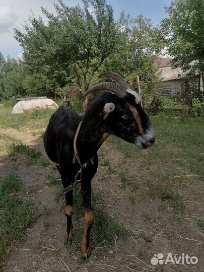 Продажа дойных коз