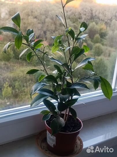 Комнатные цветы