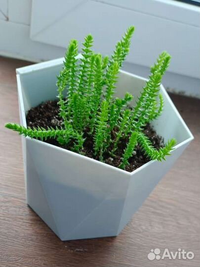 Красуала плауновидная