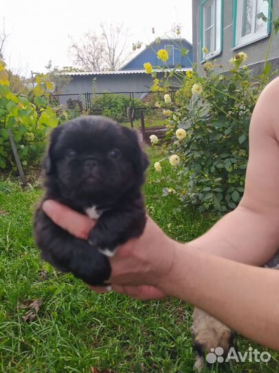 Щенки пекинеса