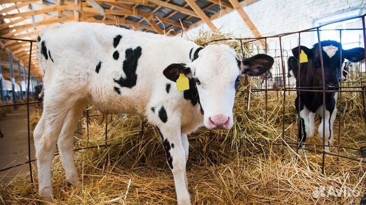 Быки на племя и откорм