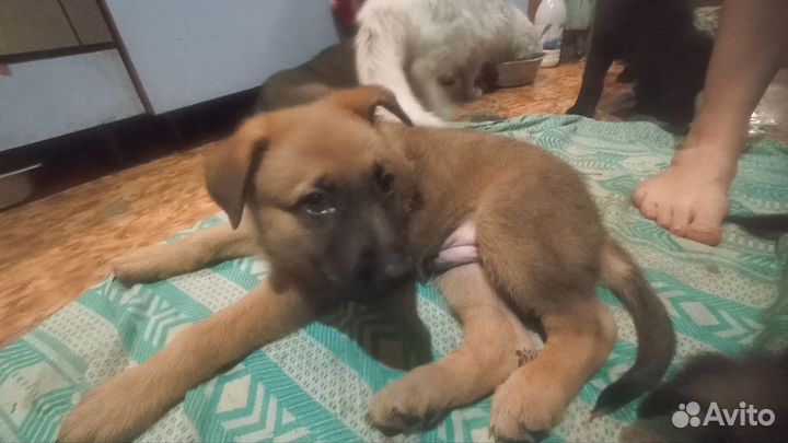 Немецкая овчарка