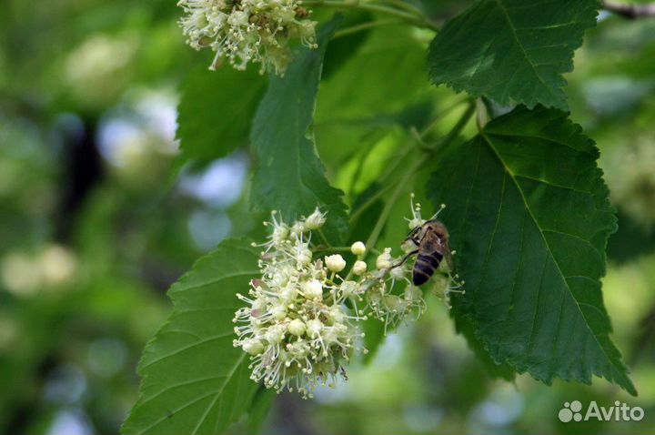 Мед боярышник с чернокленом 2023