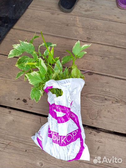 Сныть пестролистная