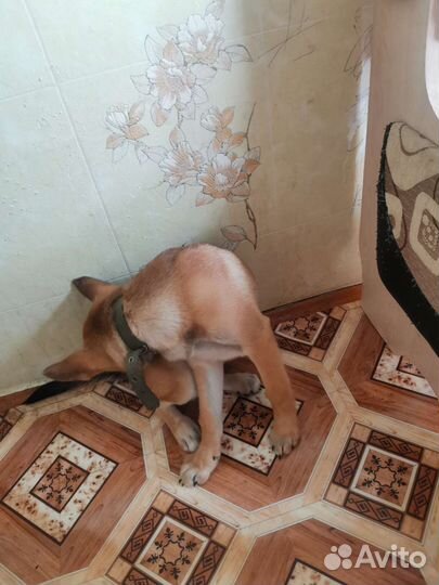 Щенок 3 месяца