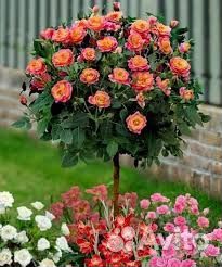 Саженцы плодовых деревьев и декоративных