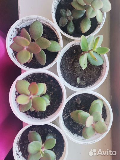 Толстянка/Денежное дерево