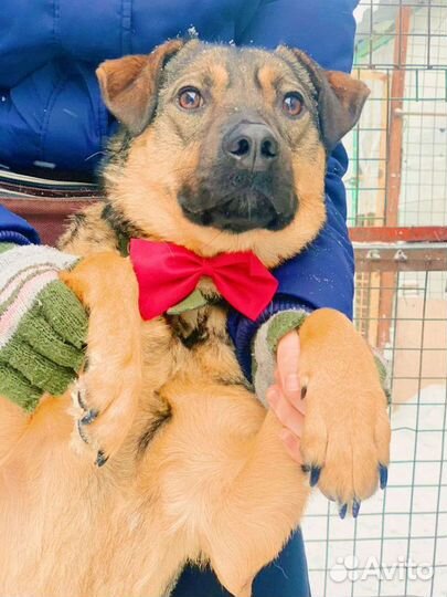 Собака счастье хочет домой