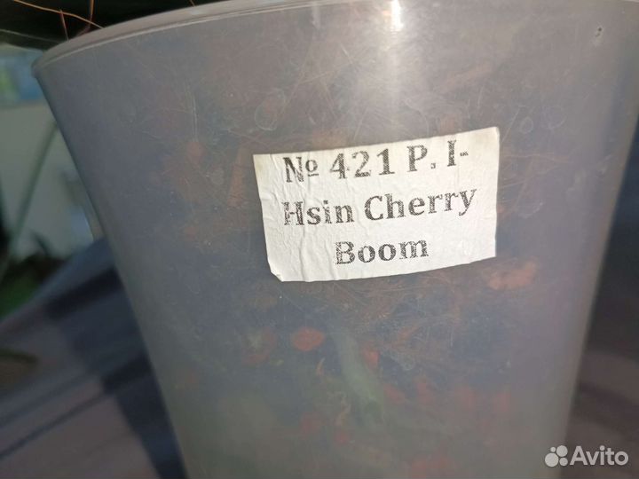 Орхидея фаленопсис сортовая