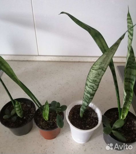 Сансевиерия щучий хвост, диффенбахия