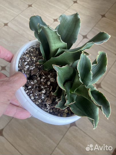 Сансевиерия