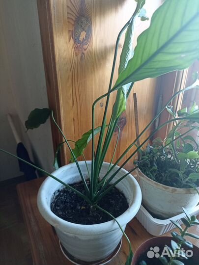 Комнатные цветы