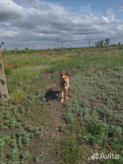 Чья потеряшка с ошейником кобель