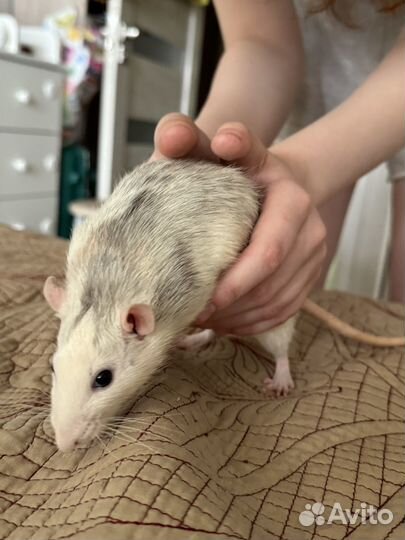 Крыса дамбо рекс