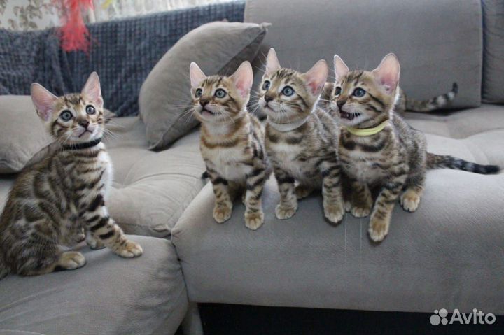 Бенгальский кот вязка
