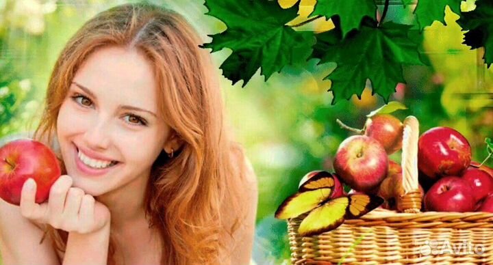 Сборщик яблок. Вахта