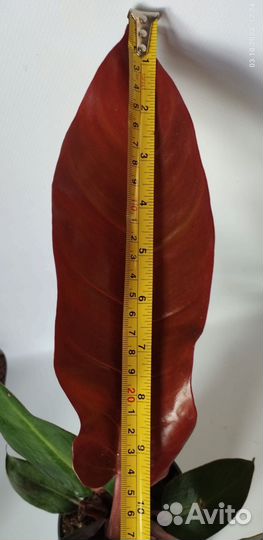 Филодендрон Ред Сан