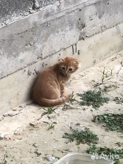 Отдам котенка мальчика