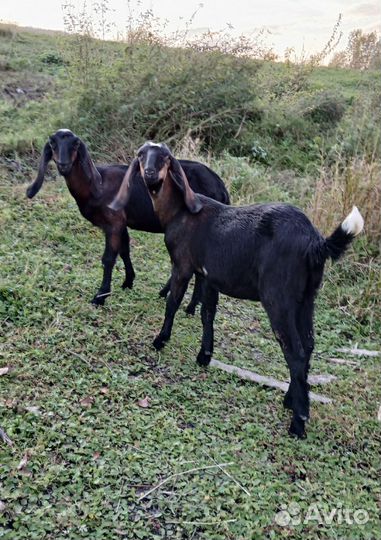 Козлята и Дойные козы