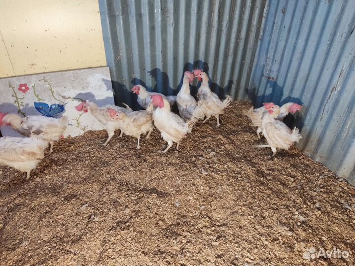 Куры несушки