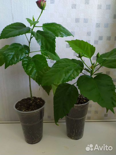 Гибискус (китайская роза)